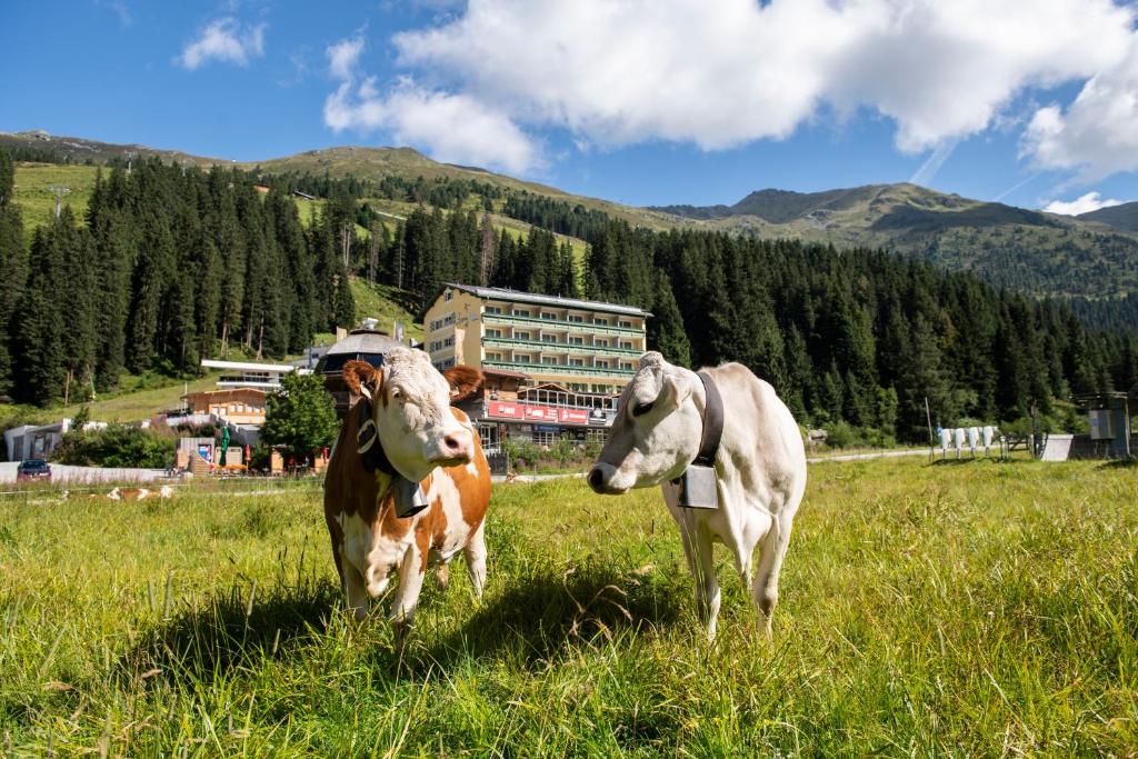 Das Berghotel Hochfügen liegt im Skigebiet Hochfügen im Zillertal, direkt neben den Skipisten. Freuen Sie sich auf einen Innenpool und einen Balkon in jedem Zimmer. Das Berghotel verfügt über ein Restaurant mit typischer Tiroler und internationaler Küche, eine Après-Ski-Bar und eine Abendbar. Freuen Sie sich auf Bowling, Billard und Darts.